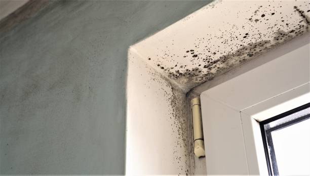 Best Real Estate Mold Inspection  in Eagle Butte, SD