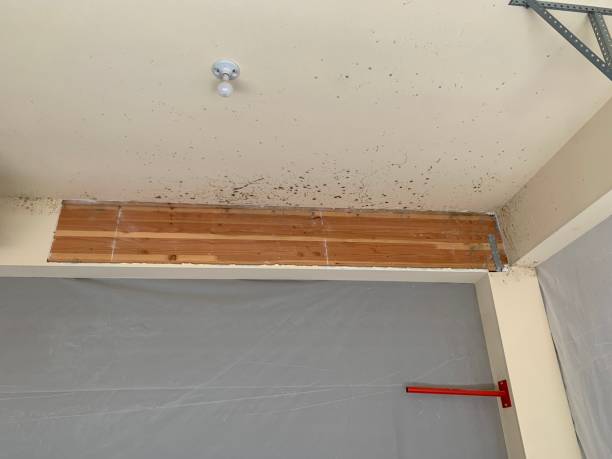Best Post-Construction Mold Inspection  in Eagle Butte, SD