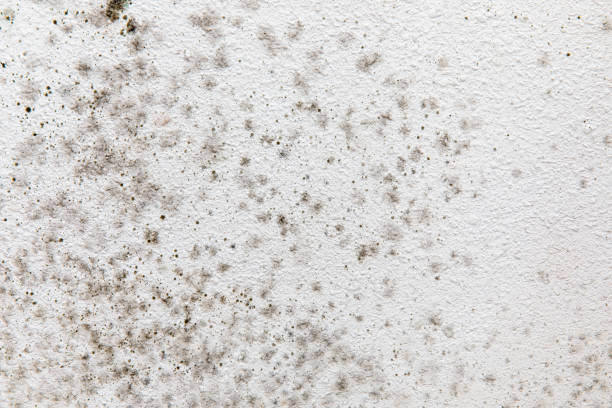 Best HVAC Mold Inspection and Cleaning  in Eagle Butte, SD