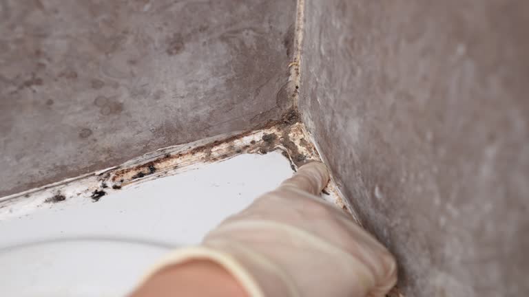 Best Mold Prevention Services  in Eagle Butte, SD